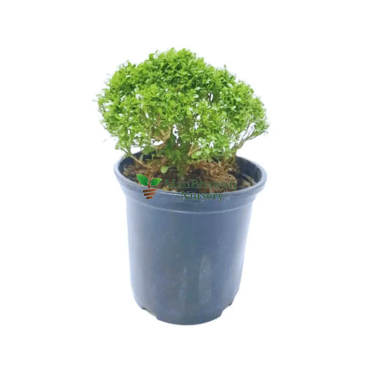 Table Kamini Plant