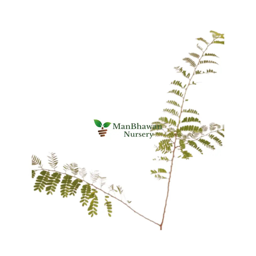 Tamarindus Indica Plant Online, new imli plant near me, shop for best fresh plant, ManBhawan Imli Plant