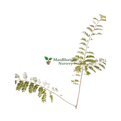 Tamarindus Indica Plant Online, new imli plant near me, shop for best fresh plant, ManBhawan Imli Plant