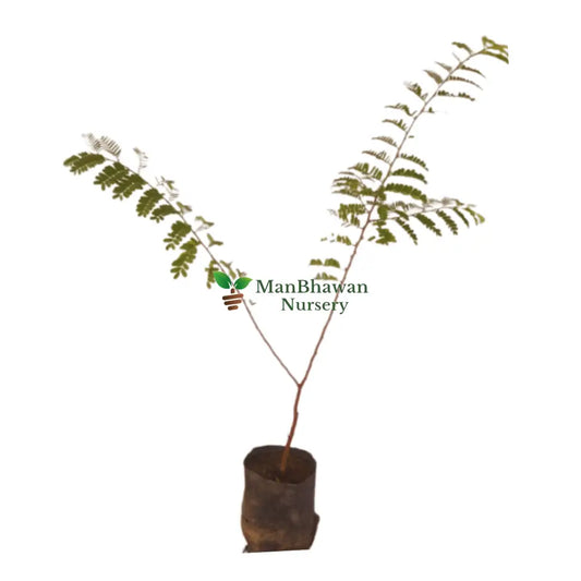 imli plant on sale, best tamarindus indica plant on sale, online plants, new imli plants near you, buy now best imli plants