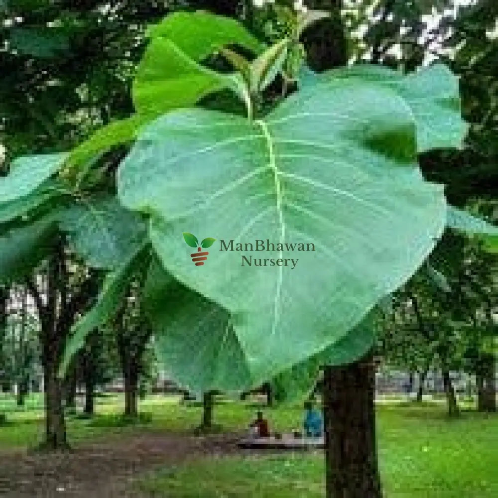 Teak Tree
