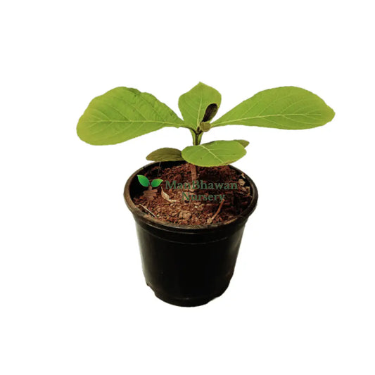 Teak Tree