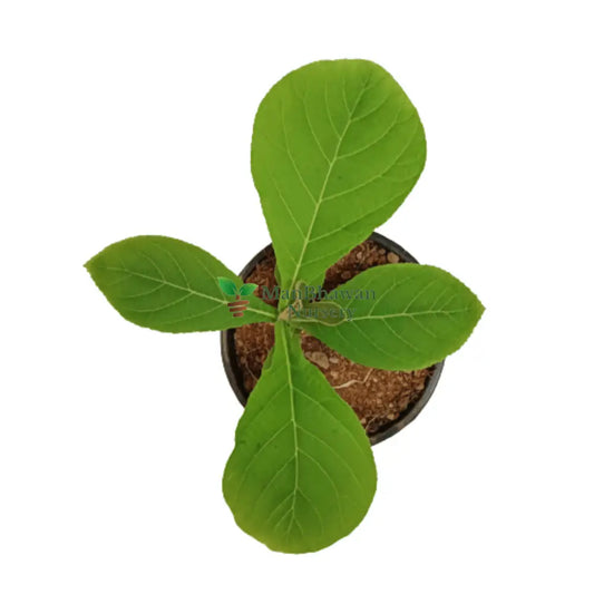 Teak Tree