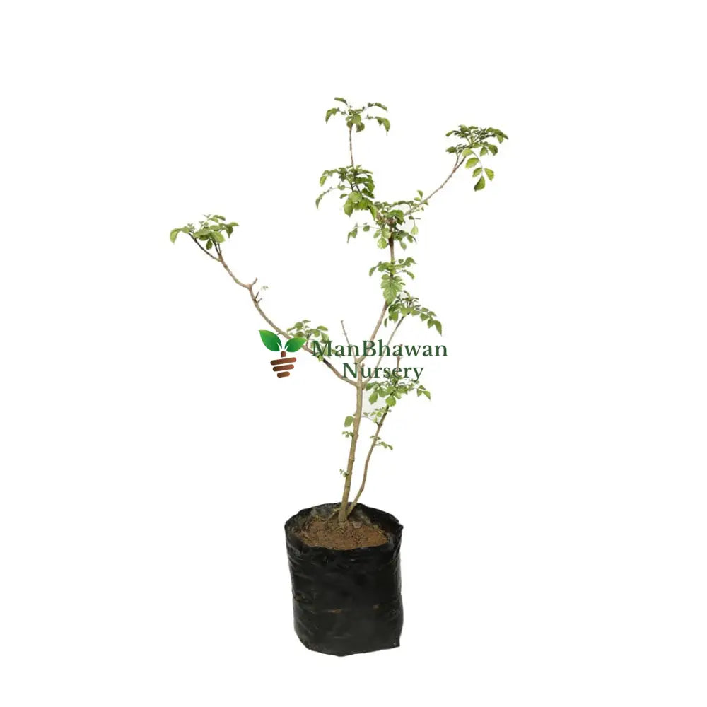 Tecoma Capensis (Orange) / Cape Honeysuckle