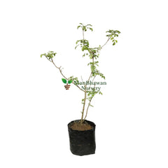 Tecoma Capensis (Orange) / Cape Honeysuckle