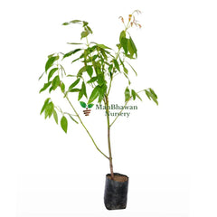 Tej Patta / True Cinnamon / Bay Leaf Plant