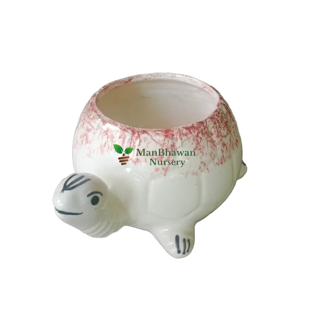 Tortoise Shape - Ceramic Pot