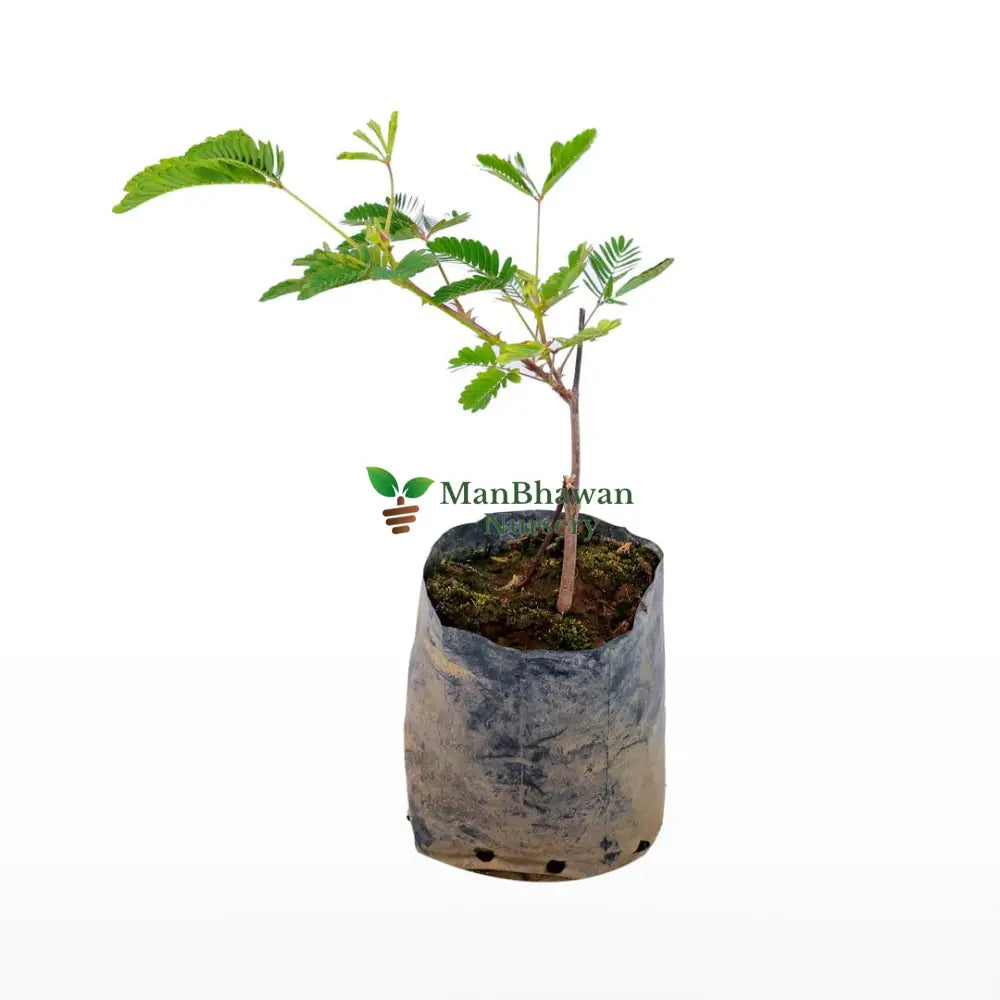 Touch Me Not Plant - Chui Mui