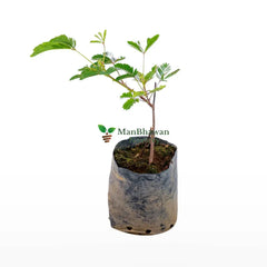 Touch Me Not Plant - Chui Mui