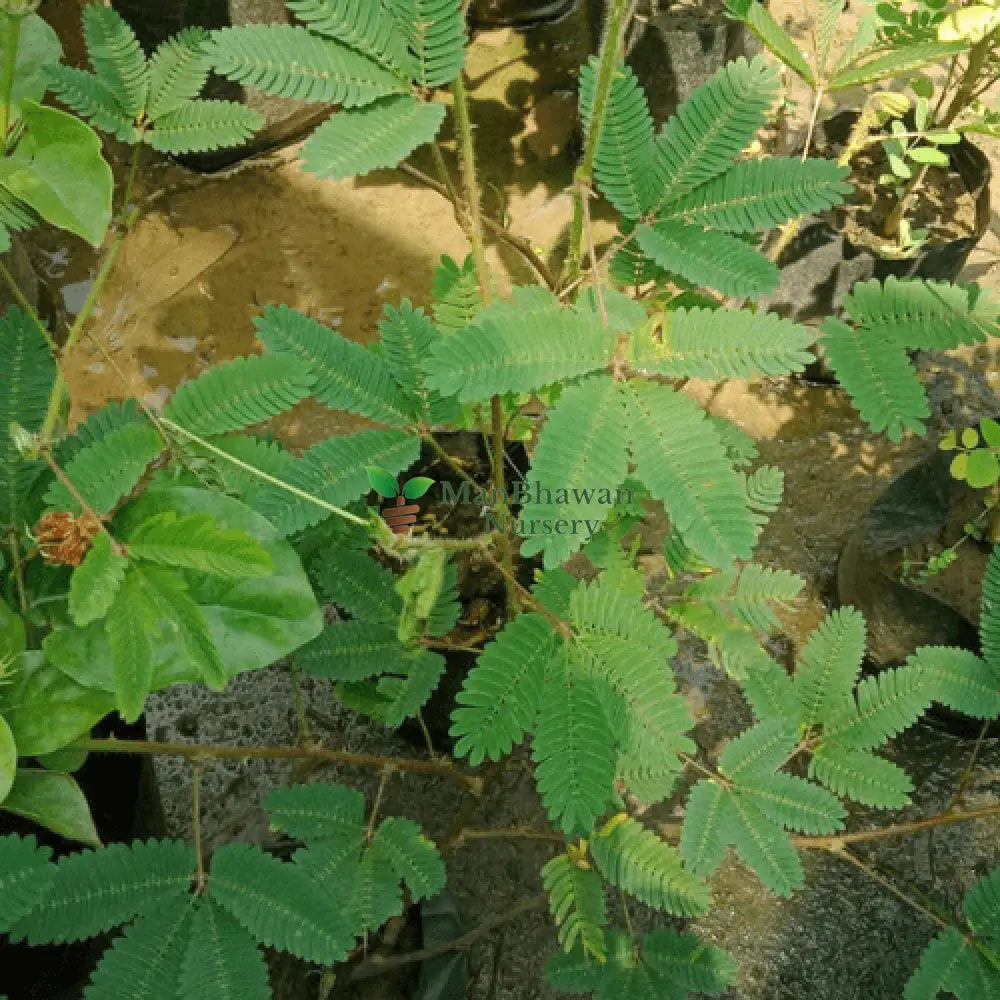 Touch Me Not Plant - Chui Mui