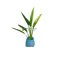 shop for best traveller palm plant online