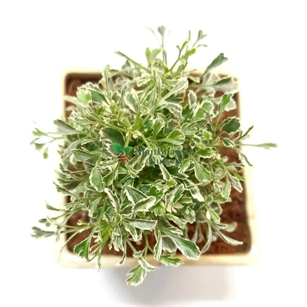 Variegated Mini White Aralia in Ceramic Pot