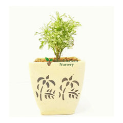 Variegated Mini White Aralia in Ceramic Pot