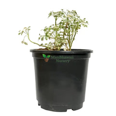 Variegated Mini White Aralia with Pot
