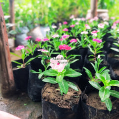Vinca/Sadabahar Plant