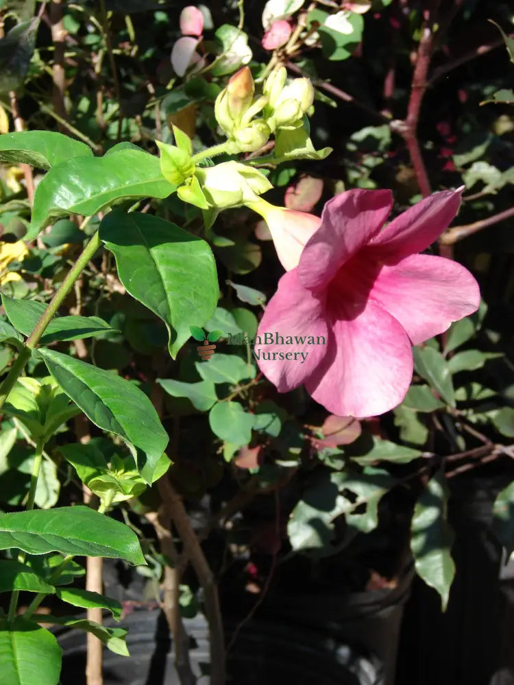 Violet Allamanda Flower / Amunda Plant