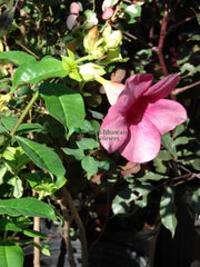 Violet Allamanda Flower / Amunda Plant