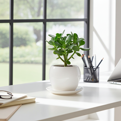 Apple Shaped Ceramic Pot