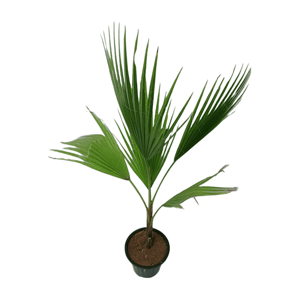 Best 5 Outdoor Plant Combo - Golden Cypress Bleeding Heart Boston Fern Fan Palm-Washingtonia Chandni Variegated