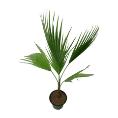 Best 5 Outdoor Plant Combo - Golden Cypress Bleeding Heart Boston Fern Fan Palm-Washingtonia Chandni Variegated