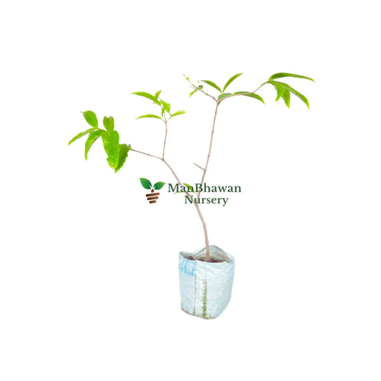 Buy Water Apple Plant Online: Enhance Your Garden with Juicy Fruits