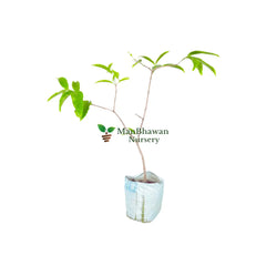 Buy Water Apple Plant Online: Enhance Your Garden with Juicy Fruits