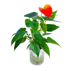 Water Plant Anthurium / Flamingo Lily