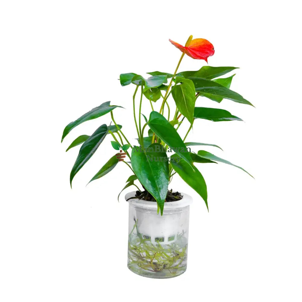 Water Plant Anthurium / Flamingo Lily