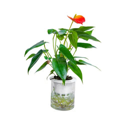 Water Plant Anthurium / Flamingo Lily