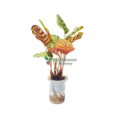 order now premium water plant calathea