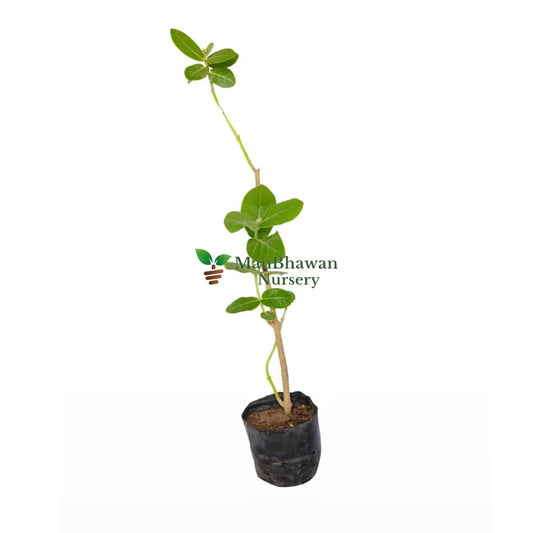 White Aak / Arka / Rui / Aakde / Mandar (Calotropis Gigantea) Plant