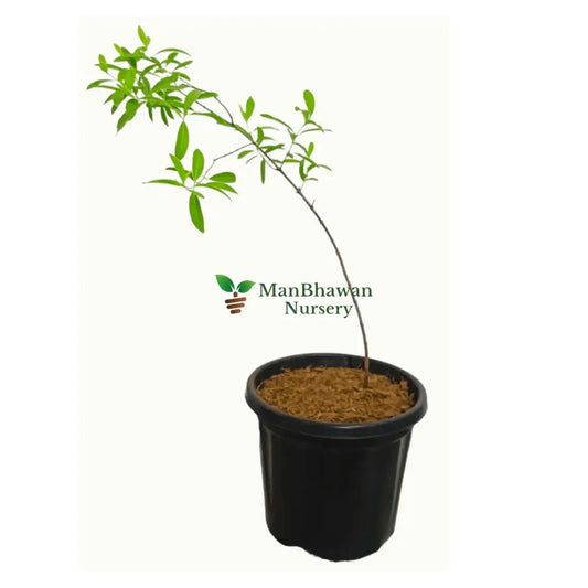 White Chandan Plant