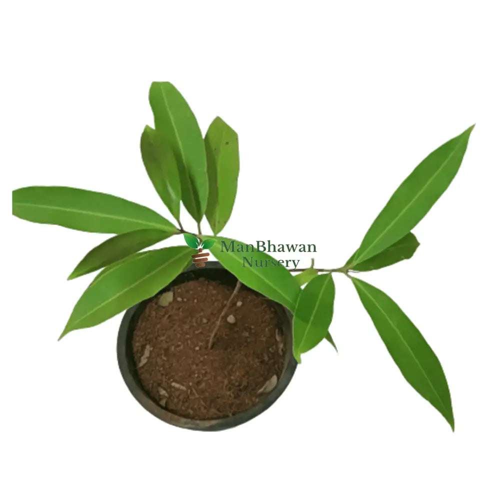 White Jamun Plant
