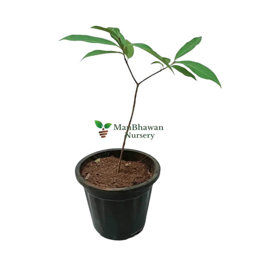 White Jamun Plant