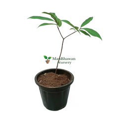 White Jamun Plant
