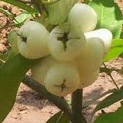 White Jamun Plant