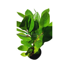 Zanzibar Gem / ZZ Plant