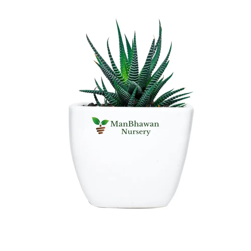 Zebra Haworthia in Square Top Ceramic Pot
