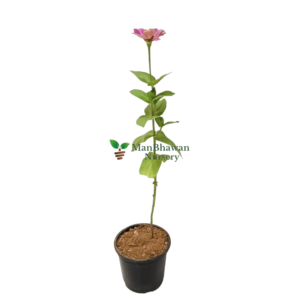 Zinnia Plant