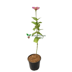 Zinnia Plant