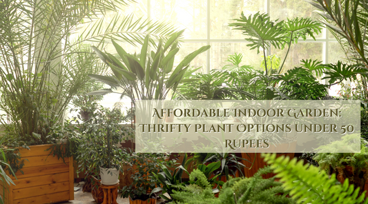 Affordable Indoor Garden: Thrifty Plant Options under 50 Rupees