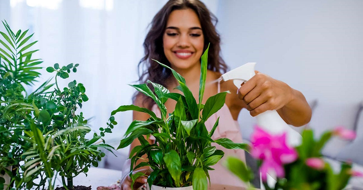 7 Benefits Of Indoor Plants In Your Home Or Office – ManBhawan Nursery