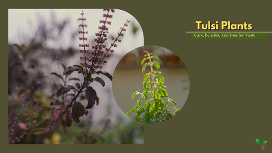 Tulsi Plant: Care, Benefits, And Uses for Vastu