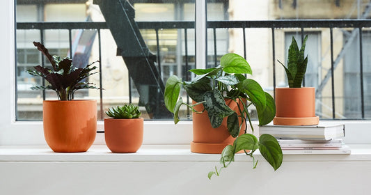 10 Easy-to-Grow Houseplants That Don’t Need Much Care