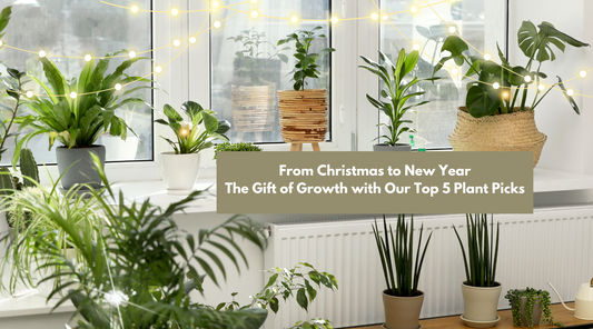 From Christmas to New Year: The Gift of Growth with Our Top 5 Plant Picks