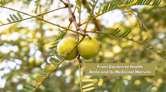 From Garden to Health: Amla and Its Medicinal Marvels