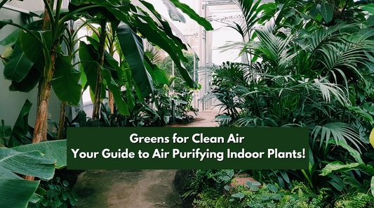Greens for Clean Air: Your Guide to Air Purifying Indoor Plants!