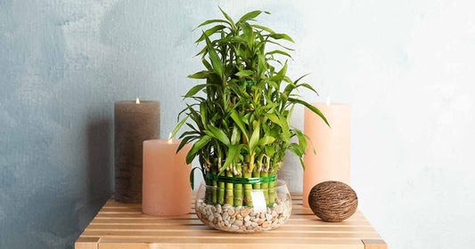 Everything About The Lucky Bamboo Plant And Its Benefits According To Vastu