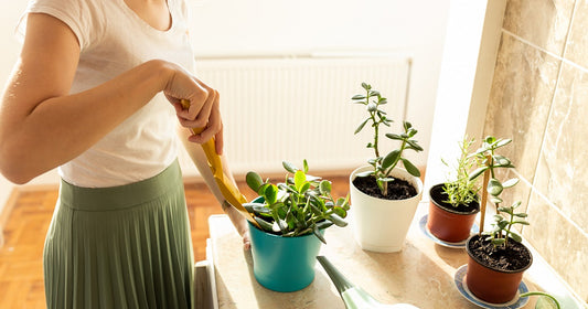 7 Lucky Plants For Home That Give Good Luck And Fortune