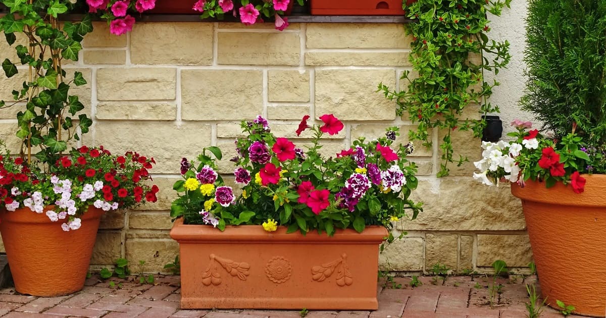 10 Best Outdoor Plants For Your Garden – ManBhawan Nursery